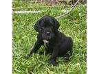 Great Dane Puppy for sale in Star, NC, USA