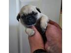 Pug Puppy for sale in Albany, OR, USA