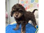 Poodle (Toy) Puppy for sale in Arvin, CA, USA