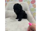 Poodle (Toy) Puppy for sale in Arvin, CA, USA