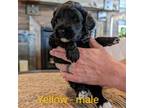 Portuguese Water Dog Puppy for sale in Heber City, UT, USA