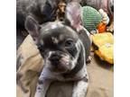 French Bulldog Puppy for sale in Fort Bragg, NC, USA