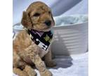 Goldendoodle Puppy for sale in Sacramento, CA, USA