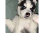 Siberian Husky Puppy for sale in Torrance, CA, USA