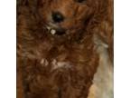 Goldendoodle Puppy for sale in Glenwood, IL, USA
