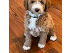Goldendoodle Puppy for sale in Glenwood, IL, USA
