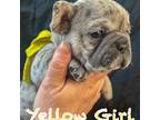 Yellow collar girl