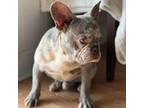 French Bulldog Puppy for sale in Rocky Mount, NC, USA