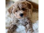 Maltipoo Puppy for sale in Crossville, TN, USA