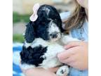 Mutt Puppy for sale in Lake Village, IN, USA