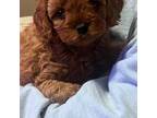Cavapoo Puppy for sale in Morganton, NC, USA