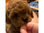 Cavapoo Puppy for sale in Morganton, NC, USA