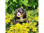 Cavalier King Charles Spaniel Puppy for sale in Owen, WI, USA