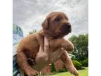 Golden Retriever Puppy for sale in Batavia, OH, USA