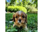 Cavalier King Charles Spaniel Puppy for sale in Elverson, PA, USA