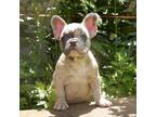 French Bulldog Puppy for sale in Marshfield, MA, USA