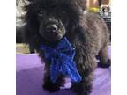 Poodle (Toy) Puppy for sale in Quincy, IL, USA