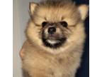 Pomeranian Puppy for sale in Rotonda West, FL, USA