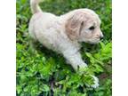 Goldendoodle Puppy for sale in Mount Pleasant, NC, USA