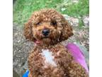 Poodle (Toy) Puppy for sale in Akron, OH, USA