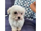 Maltese Puppy for sale in Palm Coast, FL, USA