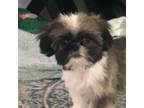 Shih Tzu Puppy for sale in Dothan, AL, USA