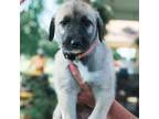 Irish Wolfhound Puppy for sale in Galion, OH, USA