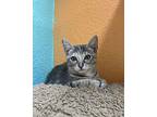 Tortelina Domestic Shorthair Kitten Female