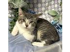b 3/16/24 - Emma Domestic Shorthair Kitten Female