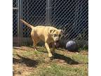 Jazzy Black Mouth Cur Young Female