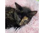 Parcheesi Domestic Shorthair Kitten Female