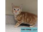 Phillip Cheesesteak Domestic Mediumhair Kitten Male