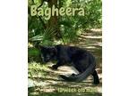 Bagheera Domestic Shorthair Kitten Male