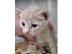 Oscar Domestic Shorthair Kitten Male