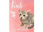 Tink Domestic Shorthair Kitten Female