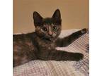 MISS MUFFET Domestic Mediumhair Kitten Female