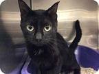 Percy Domestic Shorthair Adult Male