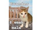 Evander Domestic Shorthair Kitten Male