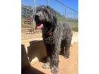Gus Labradoodle Adult Male