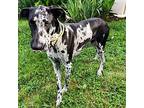 SELENA THE MAGNIFICENT Great Dane Adult Female