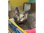 Queen Beryl Domestic Shorthair Kitten Female