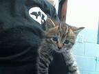 SAGE Domestic Mediumhair Kitten Female
