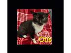 OTIS Domestic Shorthair Kitten Male