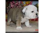 Bulldog Puppy for sale in Marietta, OK, USA
