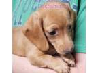 Dachshund Puppy for sale in Church Hill, TN, USA