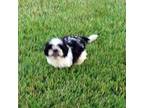 Shih Tzu Puppy for sale in Springfield, KY, USA