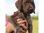 German Shorthaired Pointer Puppy for sale in Zebulon, NC, USA