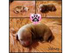 Dachshund Puppy for sale in Hotchkiss, CO, USA