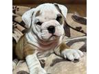 Bulldog Puppy for sale in Minerva, OH, USA