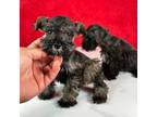 Schnauzer (Miniature) Puppy for sale in Houston, TX, USA